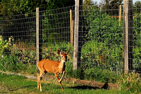 Fencing to Deter Deer from Straying into Your Backyard