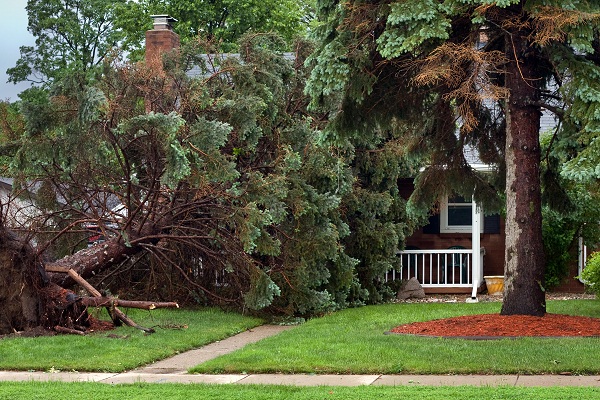 Tree Collapsed on House