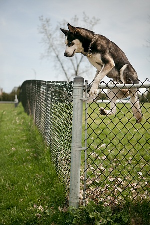 Dog jumping off fence